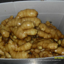 High Quality Chinese Fresh Air Dry Ginger 250g and up